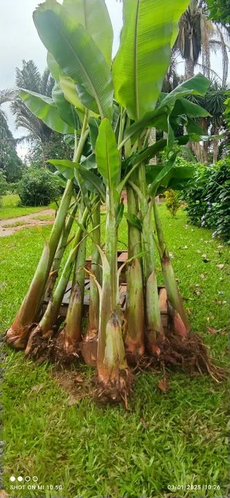 Muda de banana prata embrapa pacovan  - Foto 4
