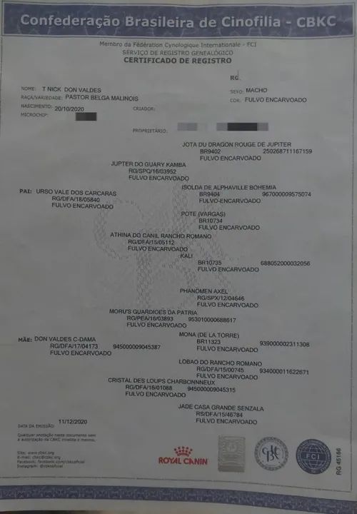 PASTOR BELGA MALINOIS COM PEDIGRE CBKC - Foto 4