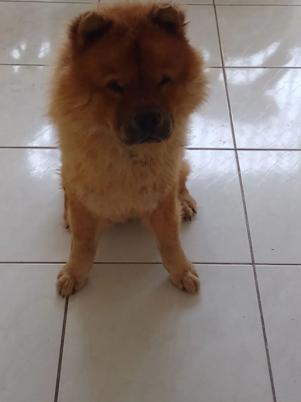 Chow-Chow lindo para doação 