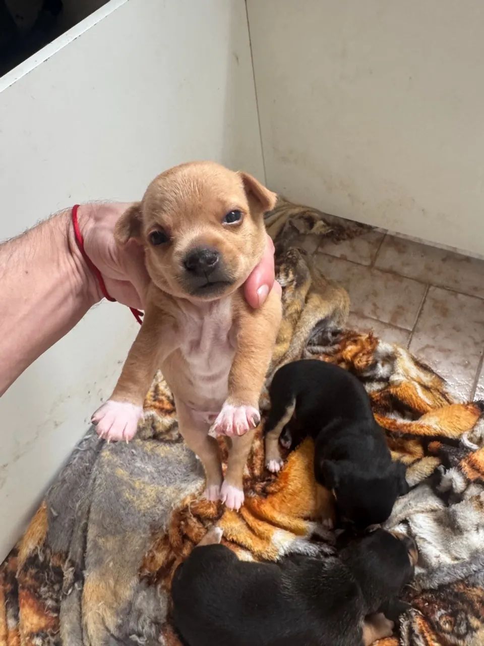 Filhote Macho de Pinscher 