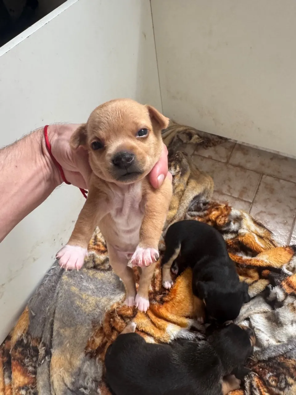 Filhote Macho de Pinscher