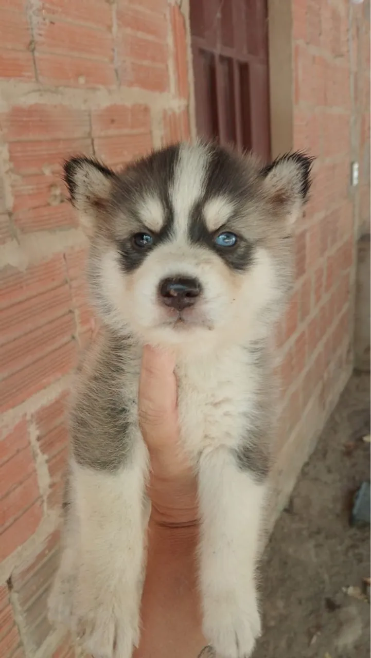 Filhote de Husky Siberiano