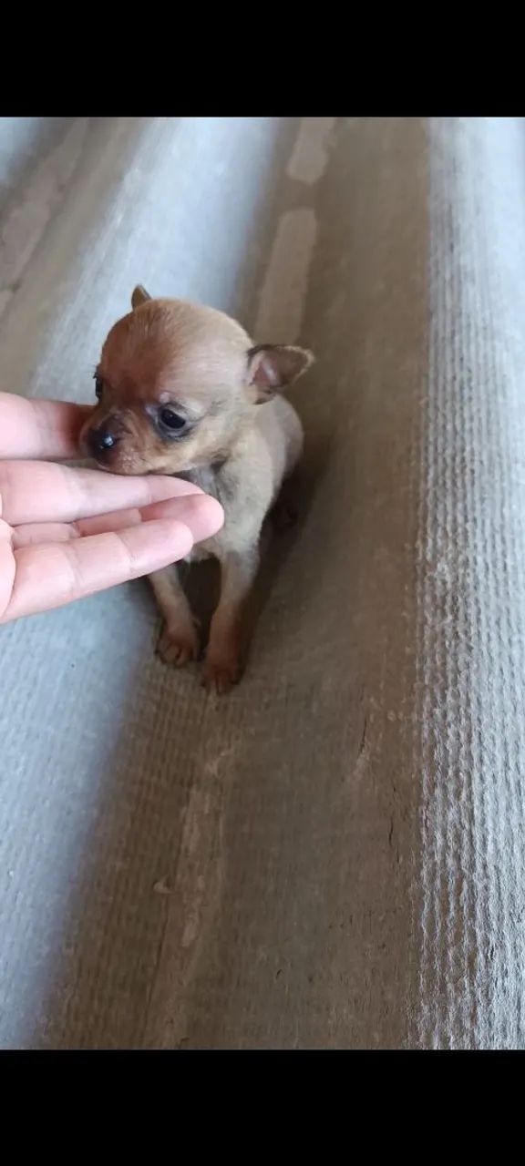 pinscher fêmea 00 - Foto 3