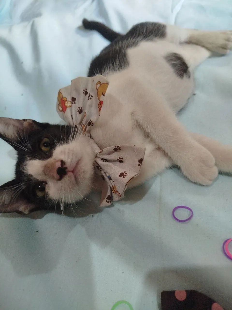 Olá, sou o Fred?, vc gostaria de me adotar nesse Natal? - Foto 2