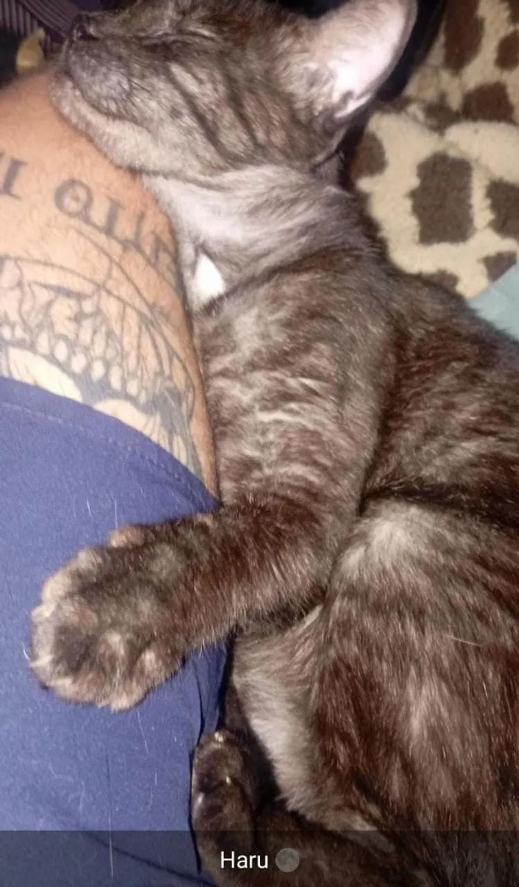 Adoção Consiente - Foto 2