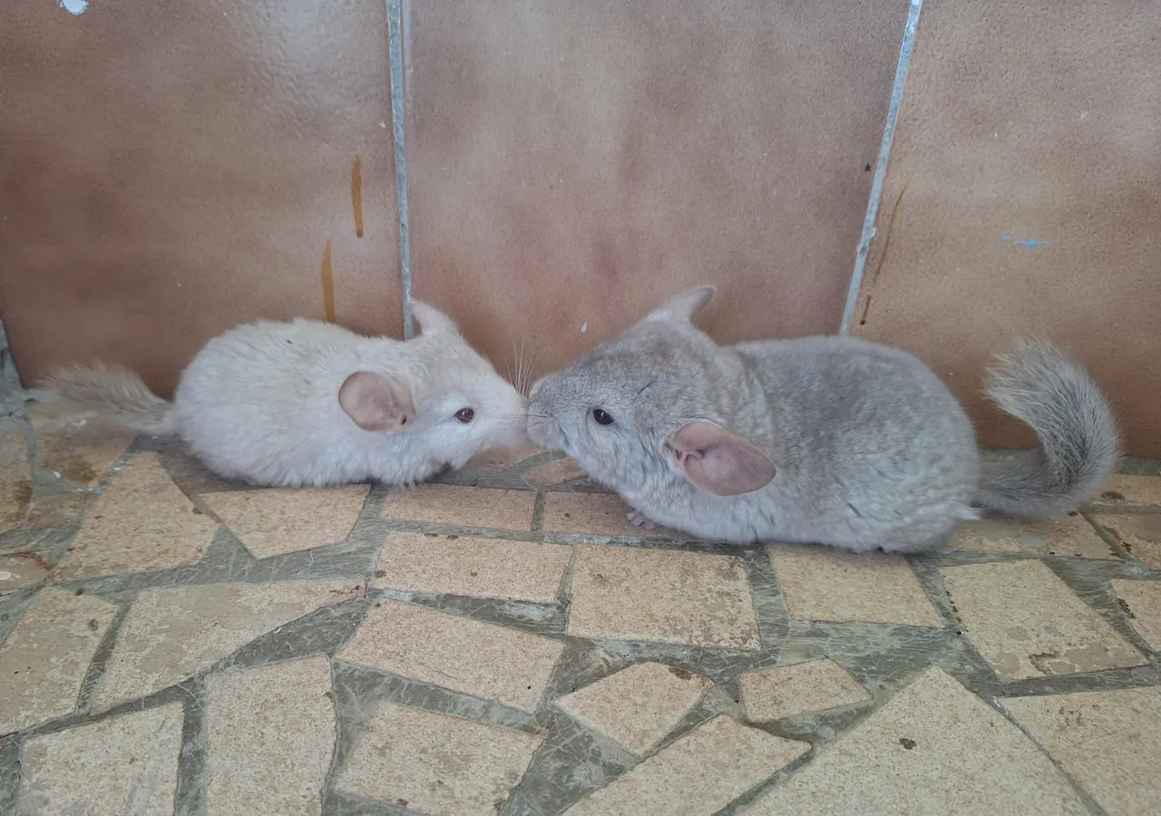 Chinchila filhote bege