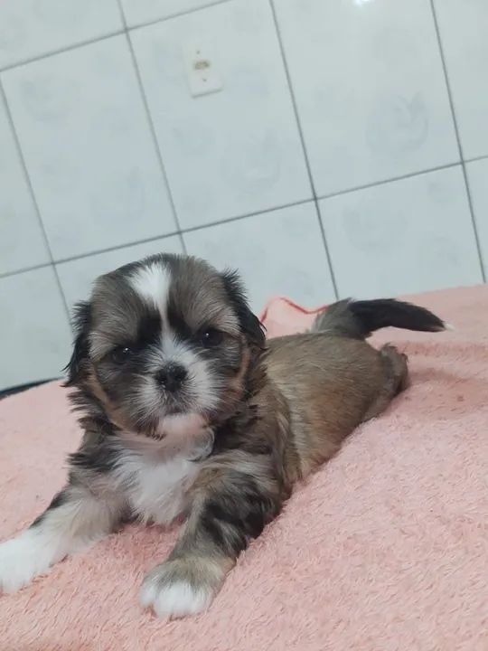 Filhote Shih Tzu lindo 