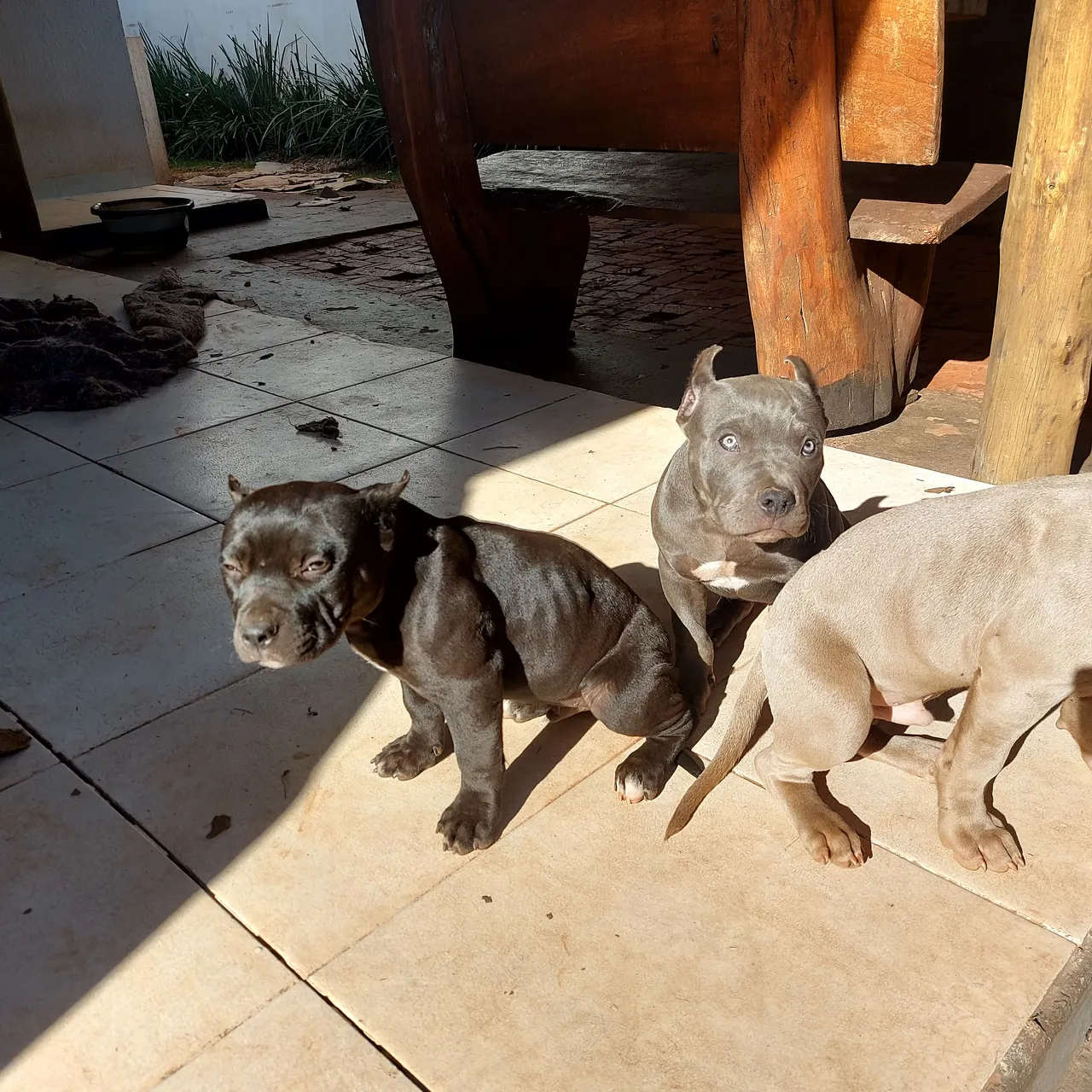 Filhotes de Pit Monster- Lindos e Saudáveis!