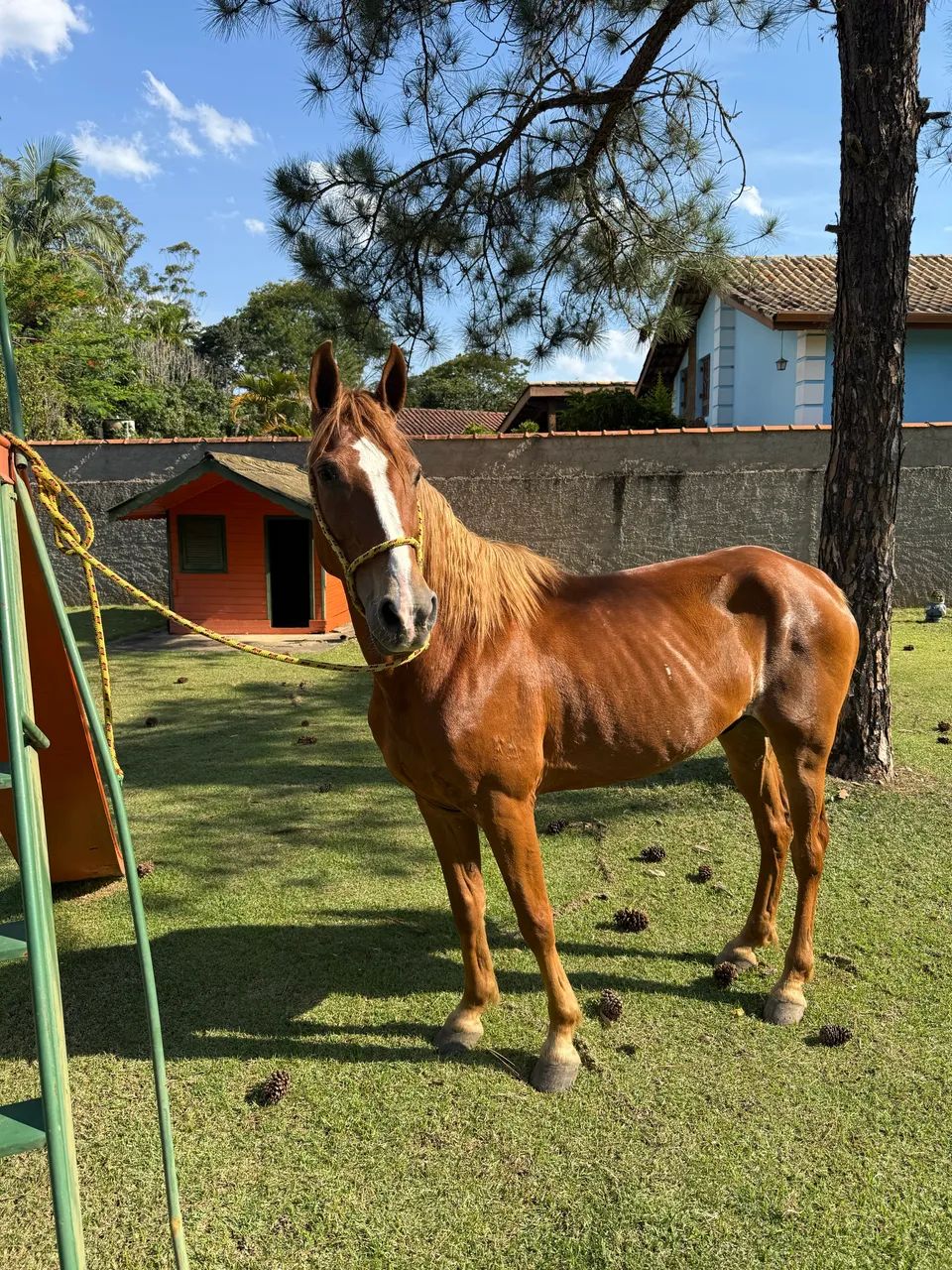 Cavalo Manga larga mineiro Alazão manso
