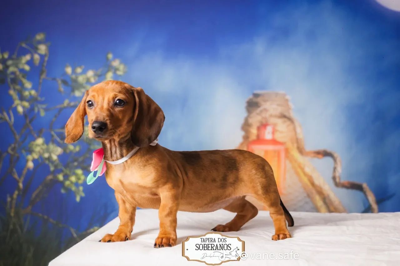 Filhotes Dachshund salsichinha teckel  - Foto 2