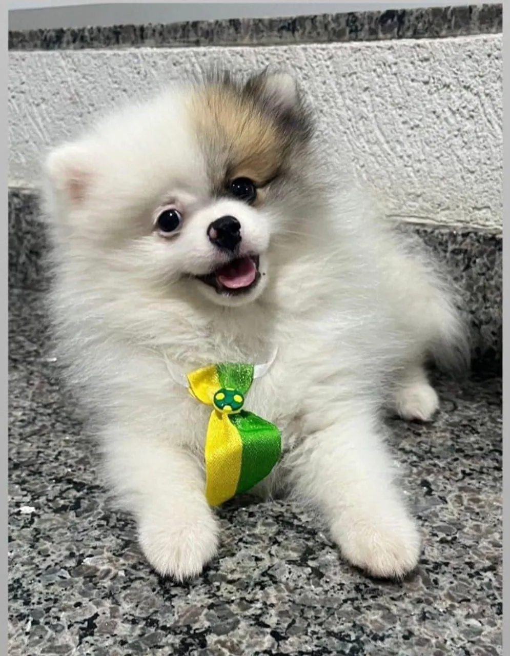SPITZ ALEMÃO FOX