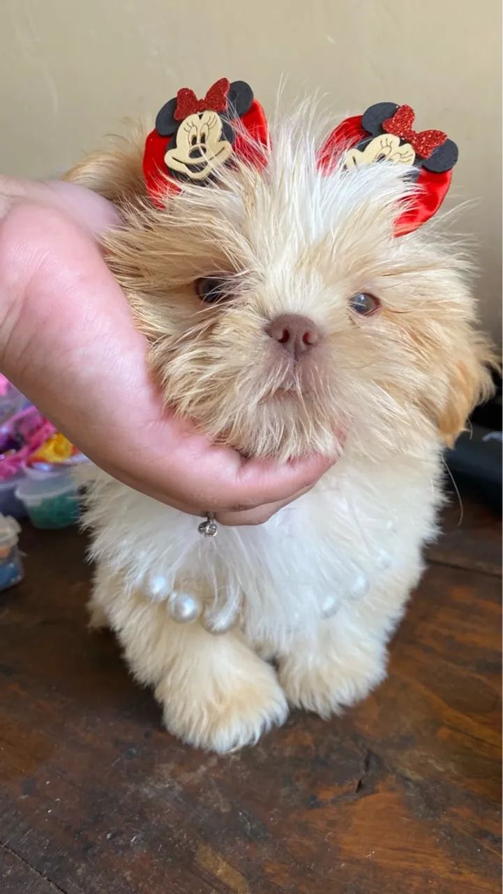 Shih Tzu Fêmea exótica (OPORTUNIDADE)