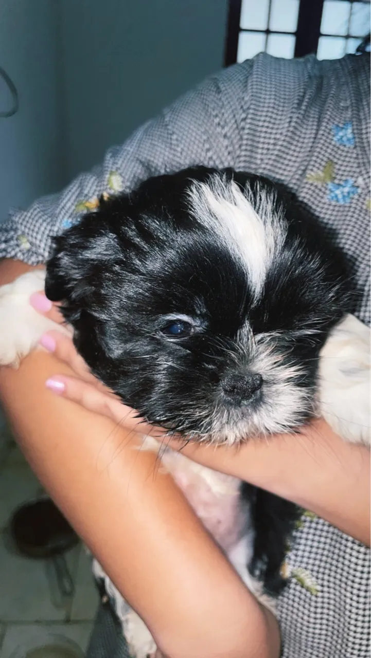 Filhote de mini Shih Tzu