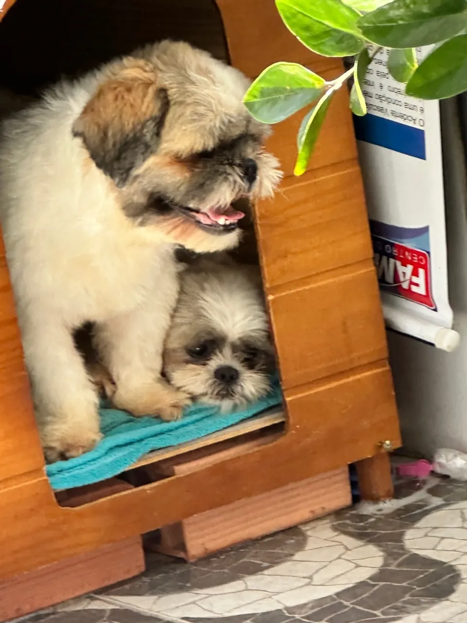 Cachorro da raça shih tzu