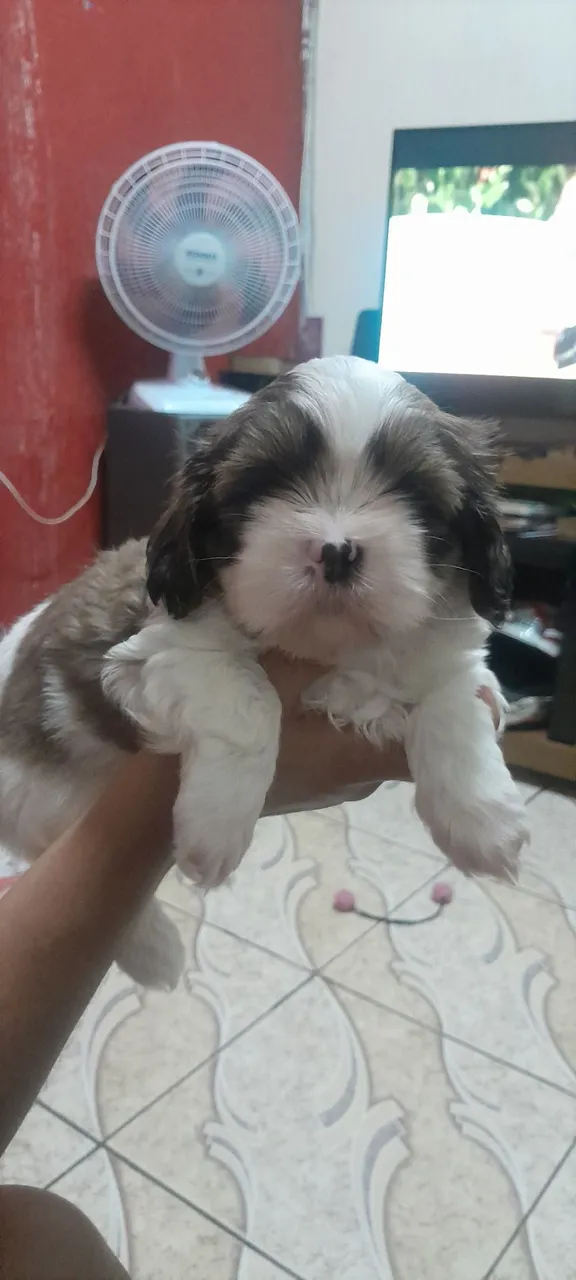 Shitzu macho com 40 dias,entrego vacinado e vermifugado