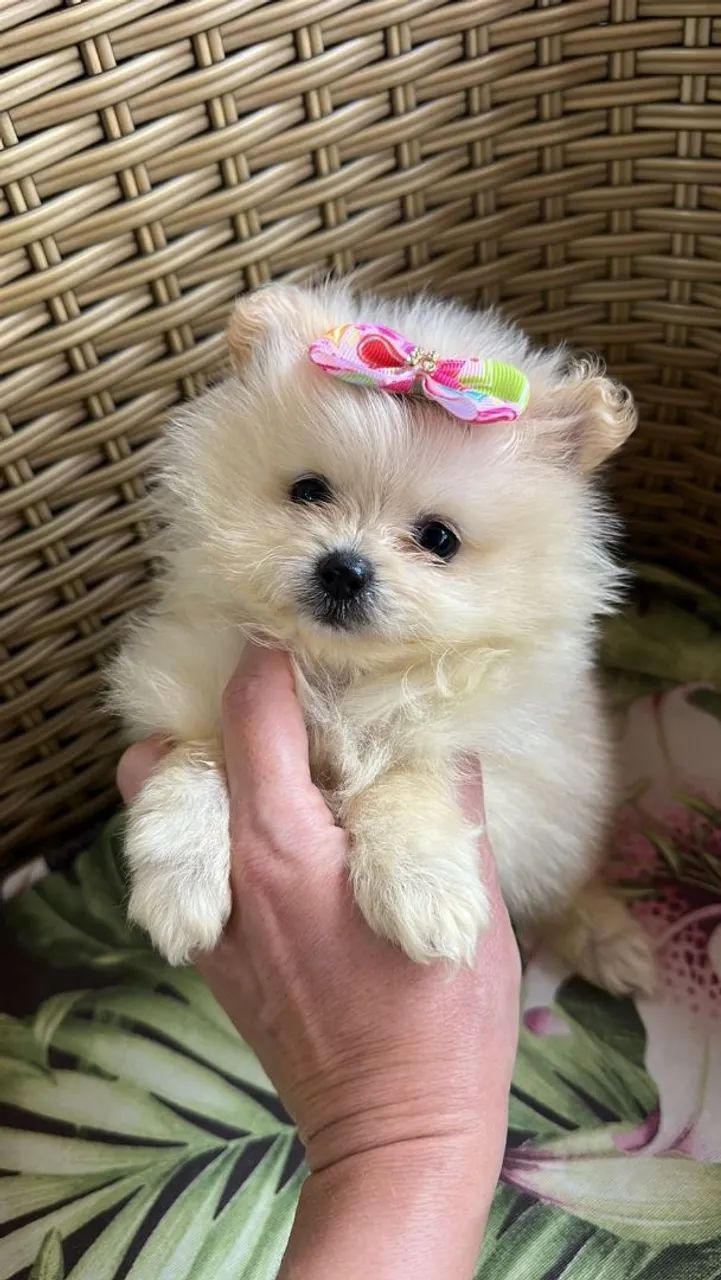 Spitz alemão com dois meses e meio 