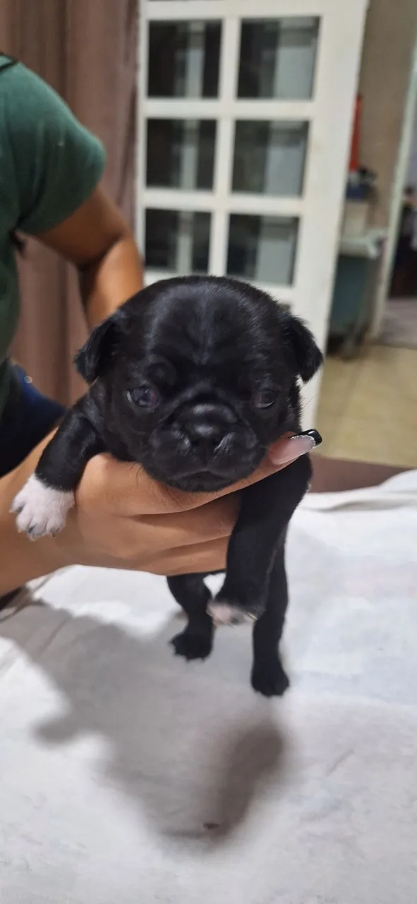 Filhote de Pug Preto