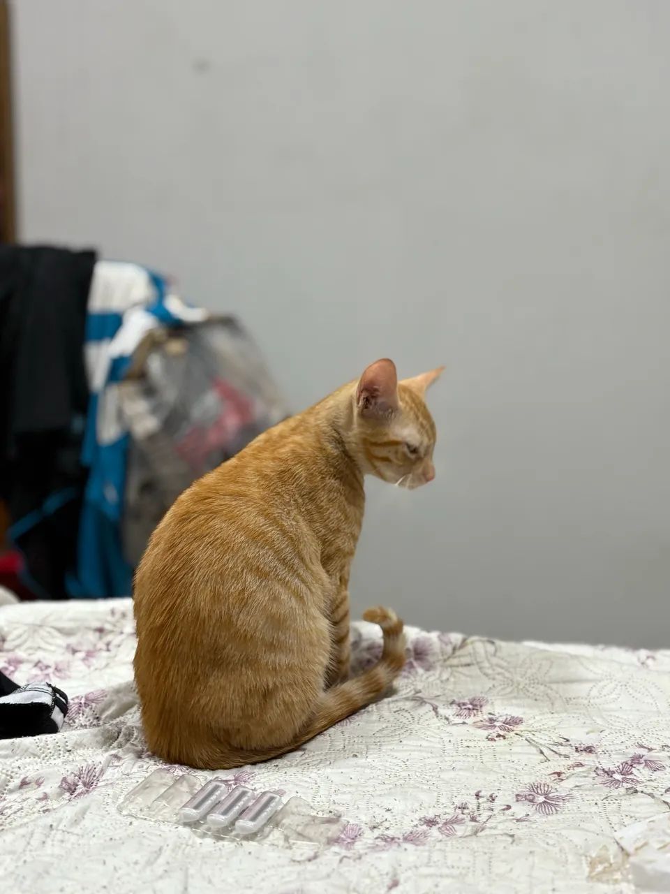 Gato laranja macho fofo - Foto 3