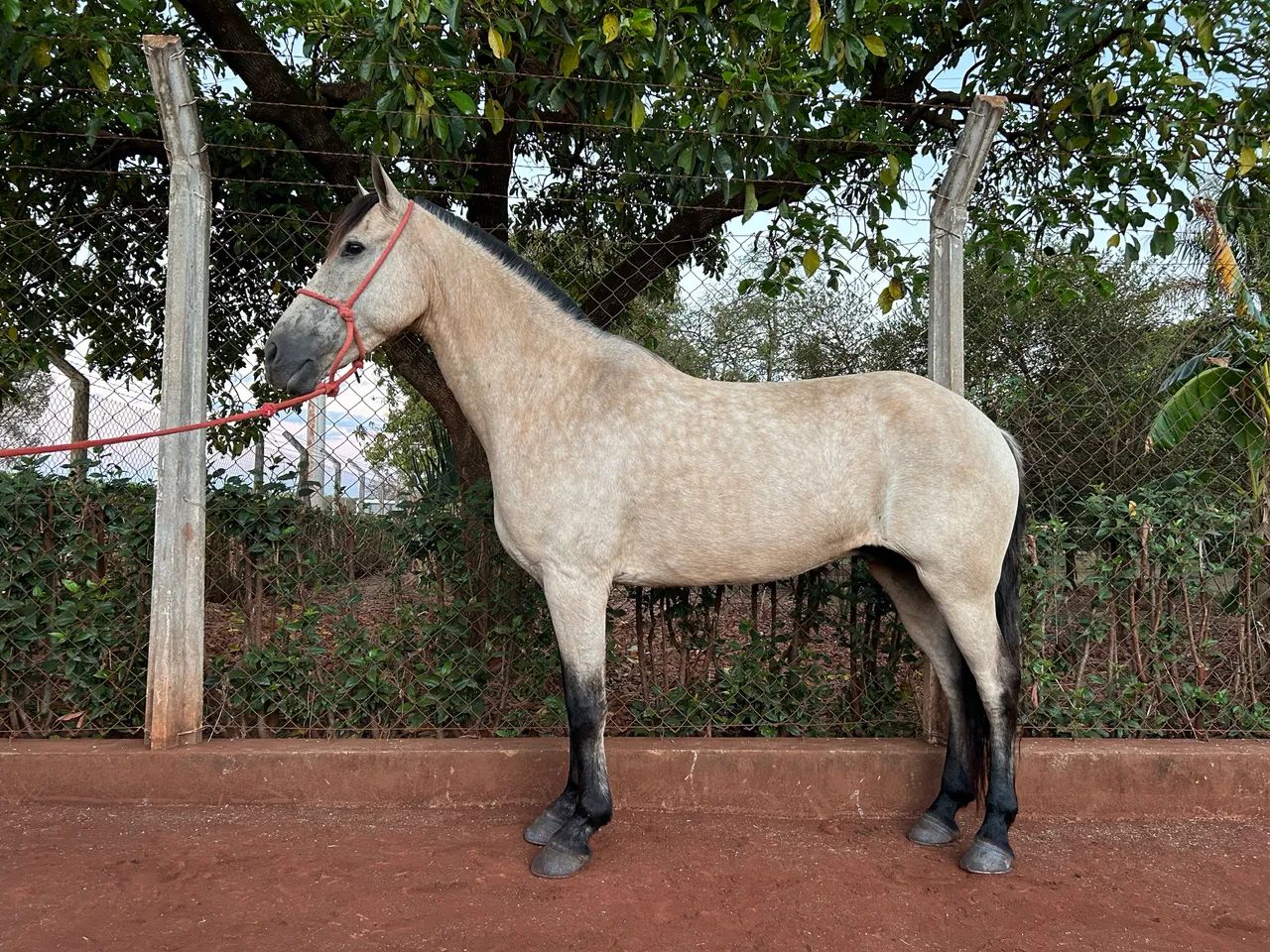 Cavalo Mangalarga  Cela e charrete  - Foto 2