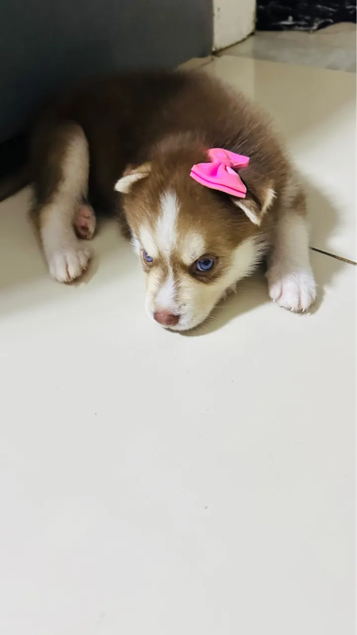 Filhote Husky Siberiano