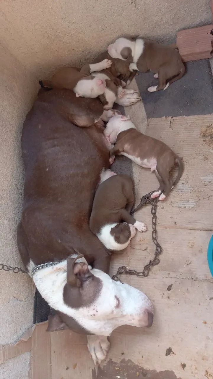 Filhotes de Pitbull - Foto 5
