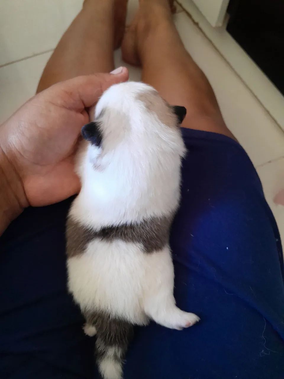 LULU DA POMERANIA ( SPTIZ ALEMAO ANÃO) - Foto 4