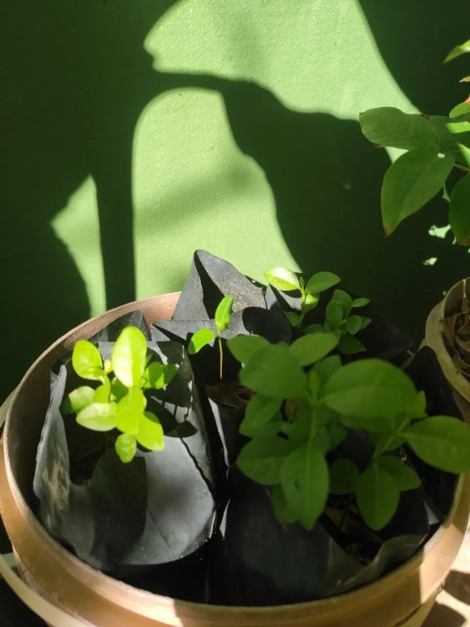 Muda araçá roxo  - Foto 2