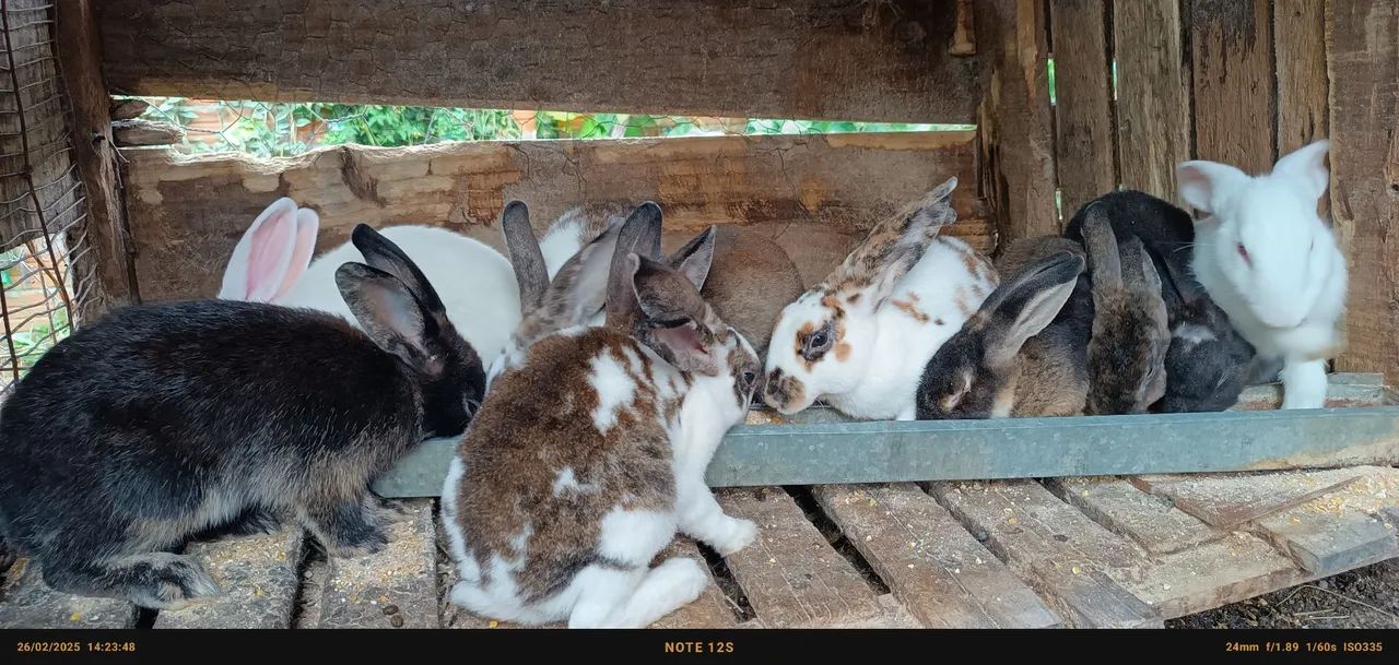 Filhotes de coelhos fofinhos 