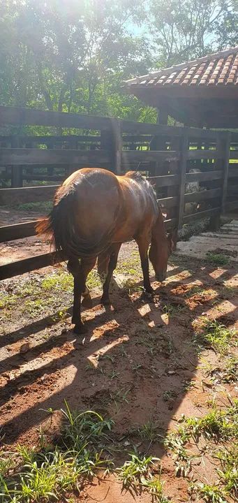 Égua Quarto de Milha Pura S/P - Foto 3