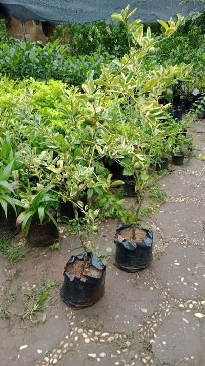 Temos mudas de laranja, tangerina, limão e várias frutíferas  - Foto 5