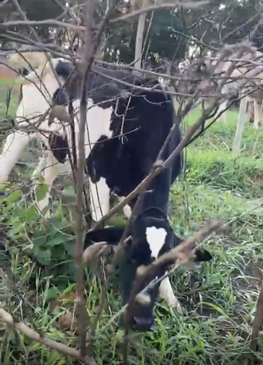 3 vacas a venda  - Foto 2