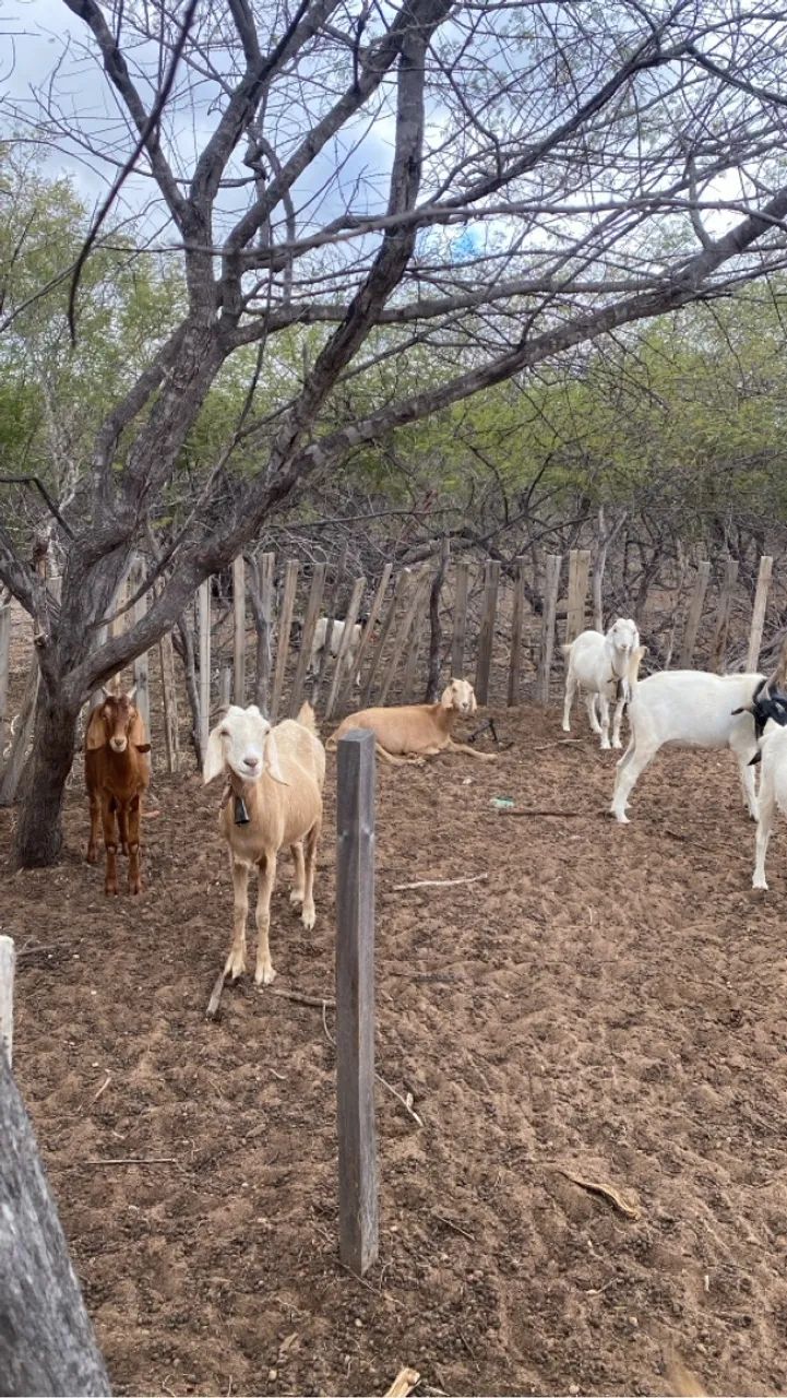 Cabras para Criação