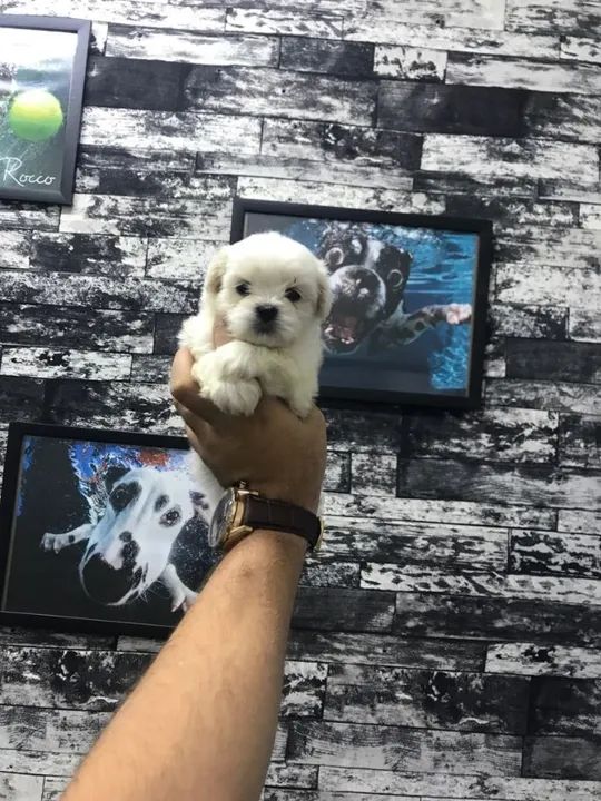 maltês trabalhamos com mais de 20 raças. - Foto 3