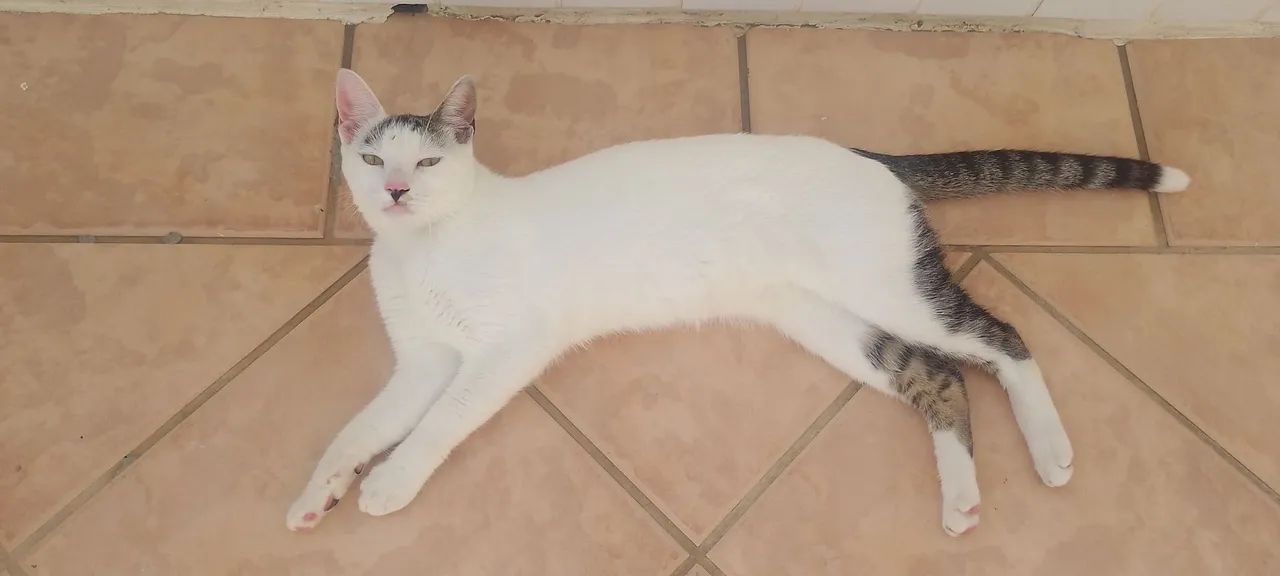 Gatos (10 meses) - Foto 6