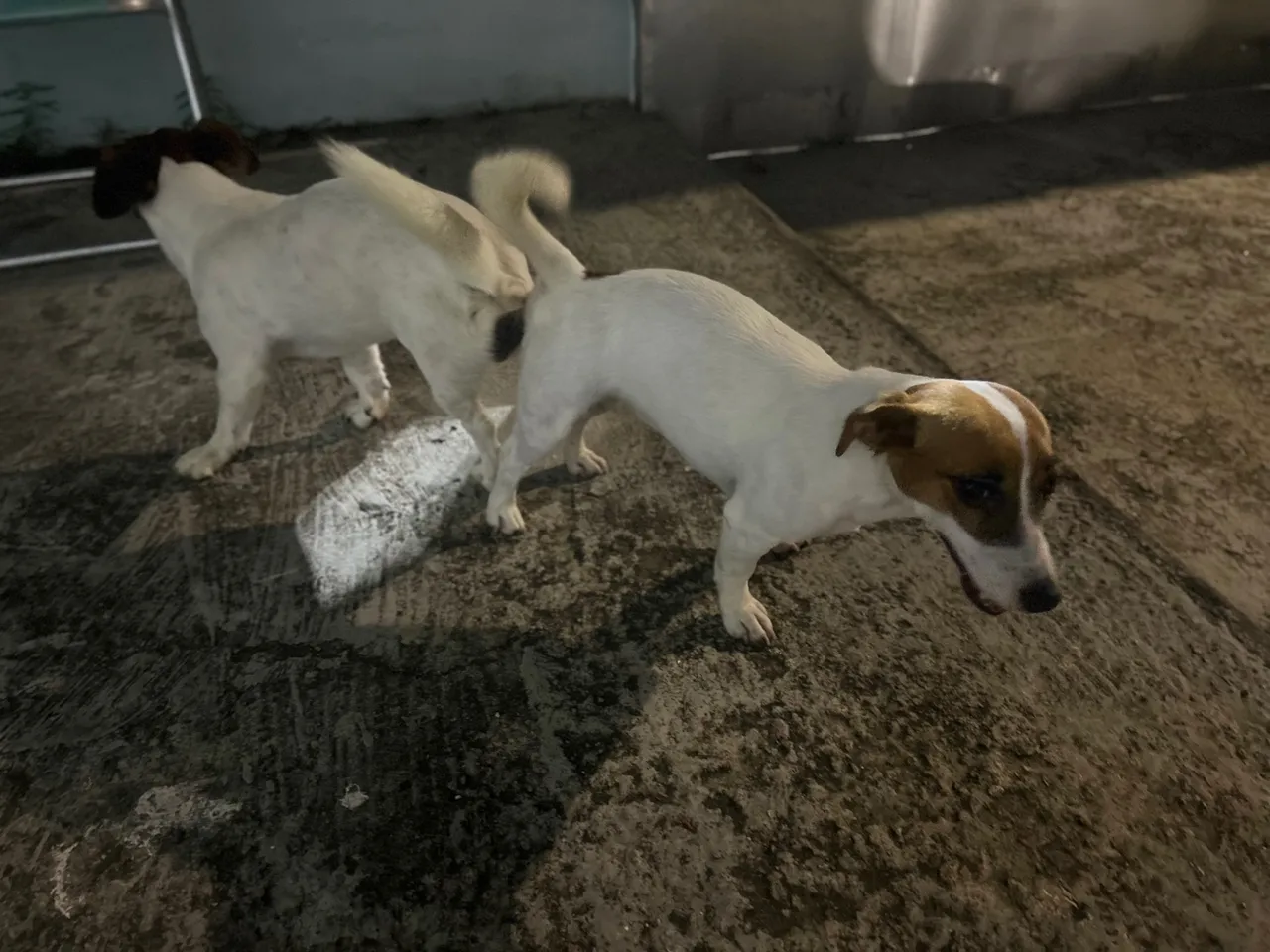 Jack Russel Terrier filhotes