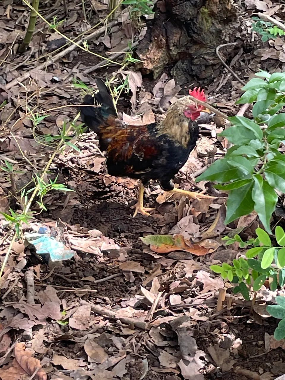 Lindos galinhas garnisés 
