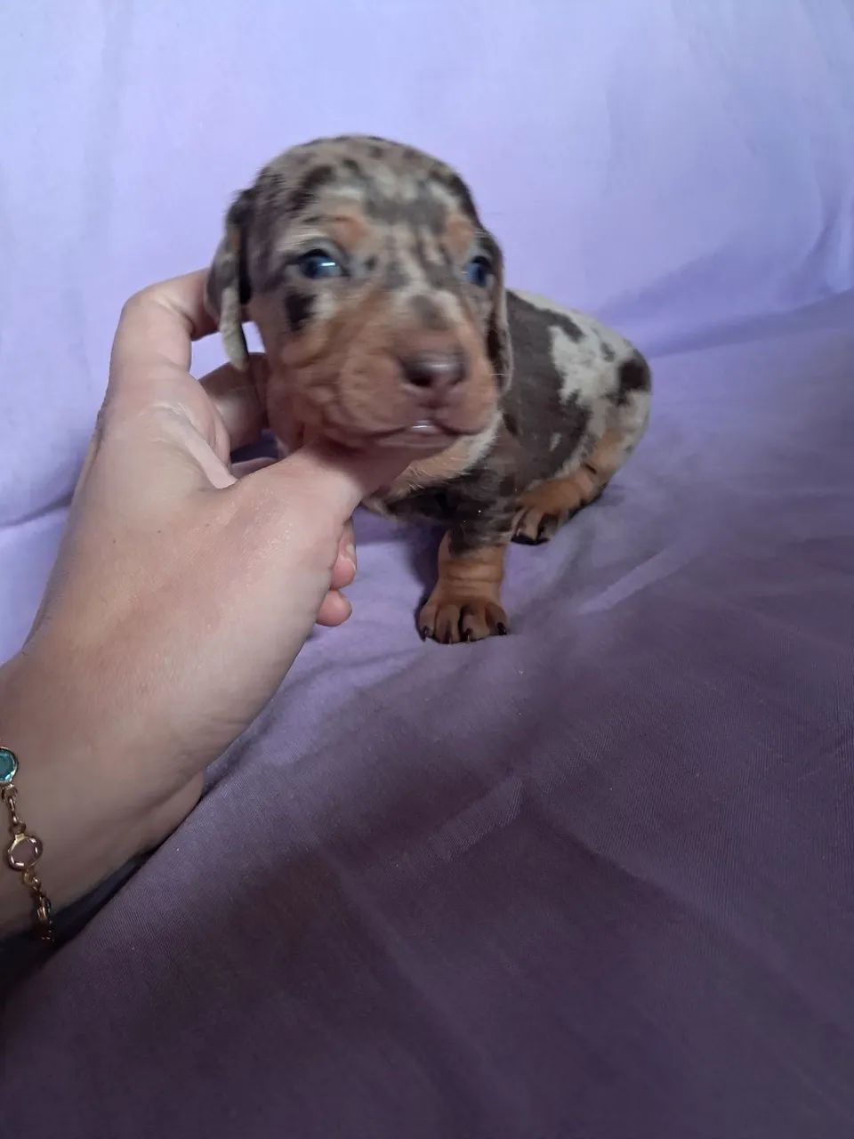 Dachshund  - Foto 5