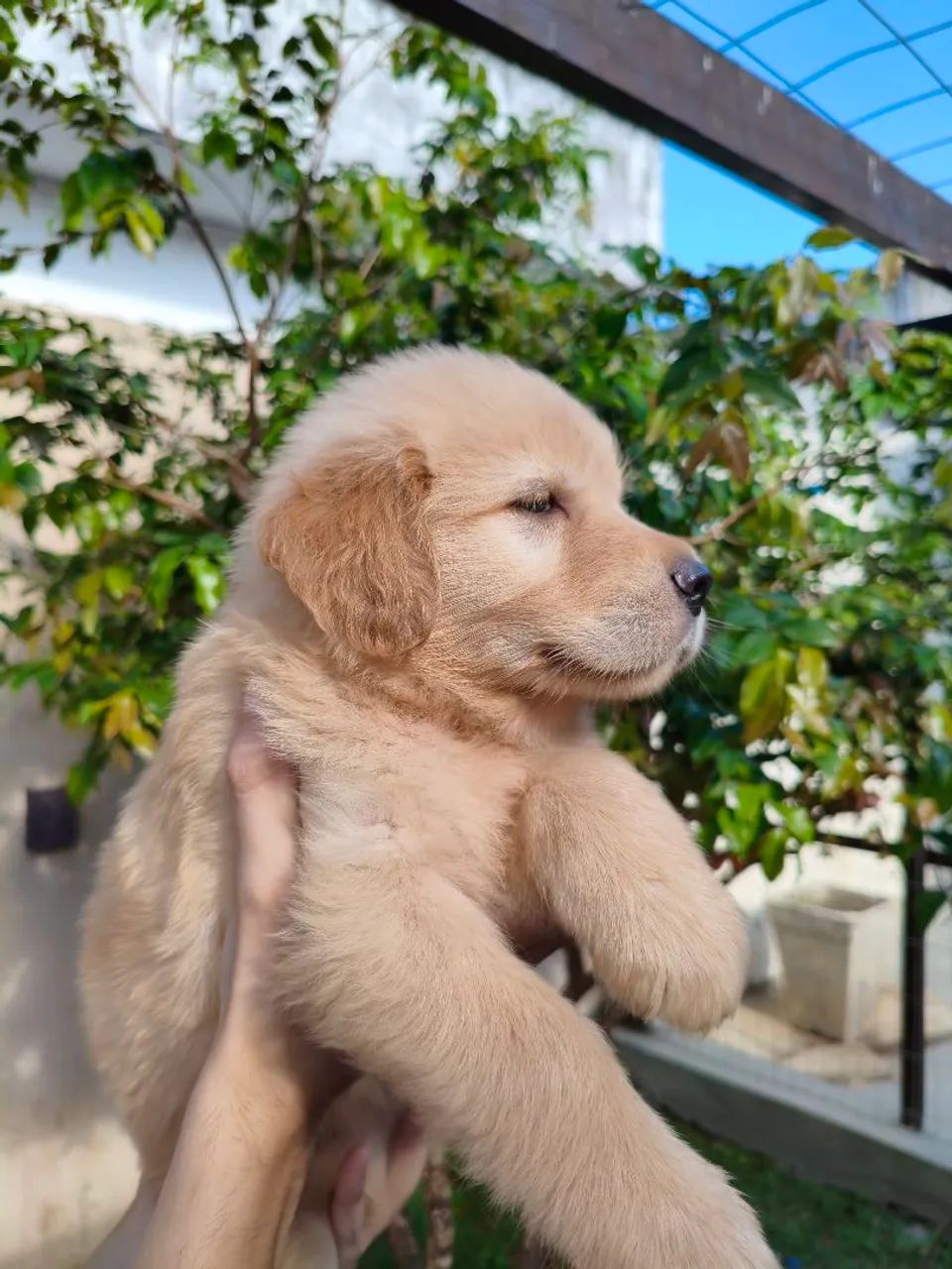 Golden Retriever  - Foto 4