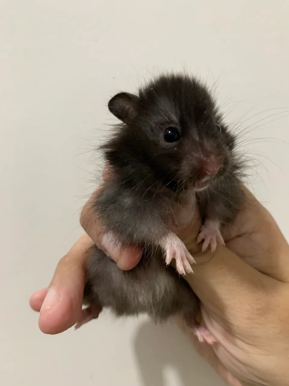 Filhote de hamster sírio peludo - Foto 2