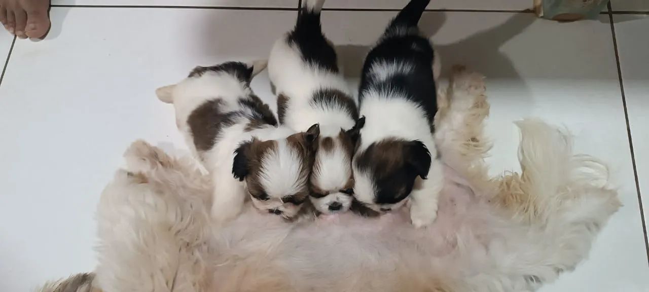 Vende esses cachorro. Shit_tzu - Foto 2