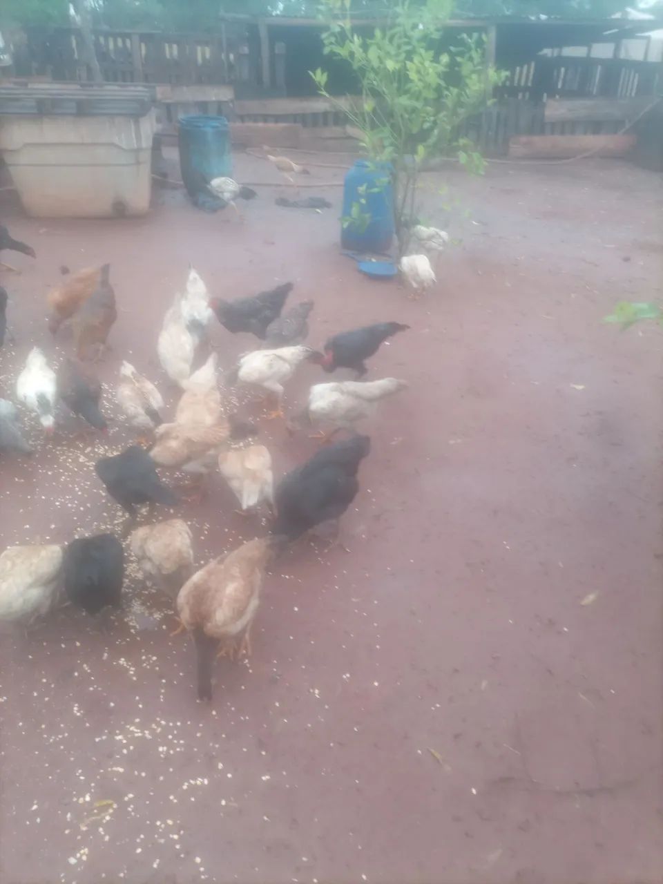 Galinha - Foto 4