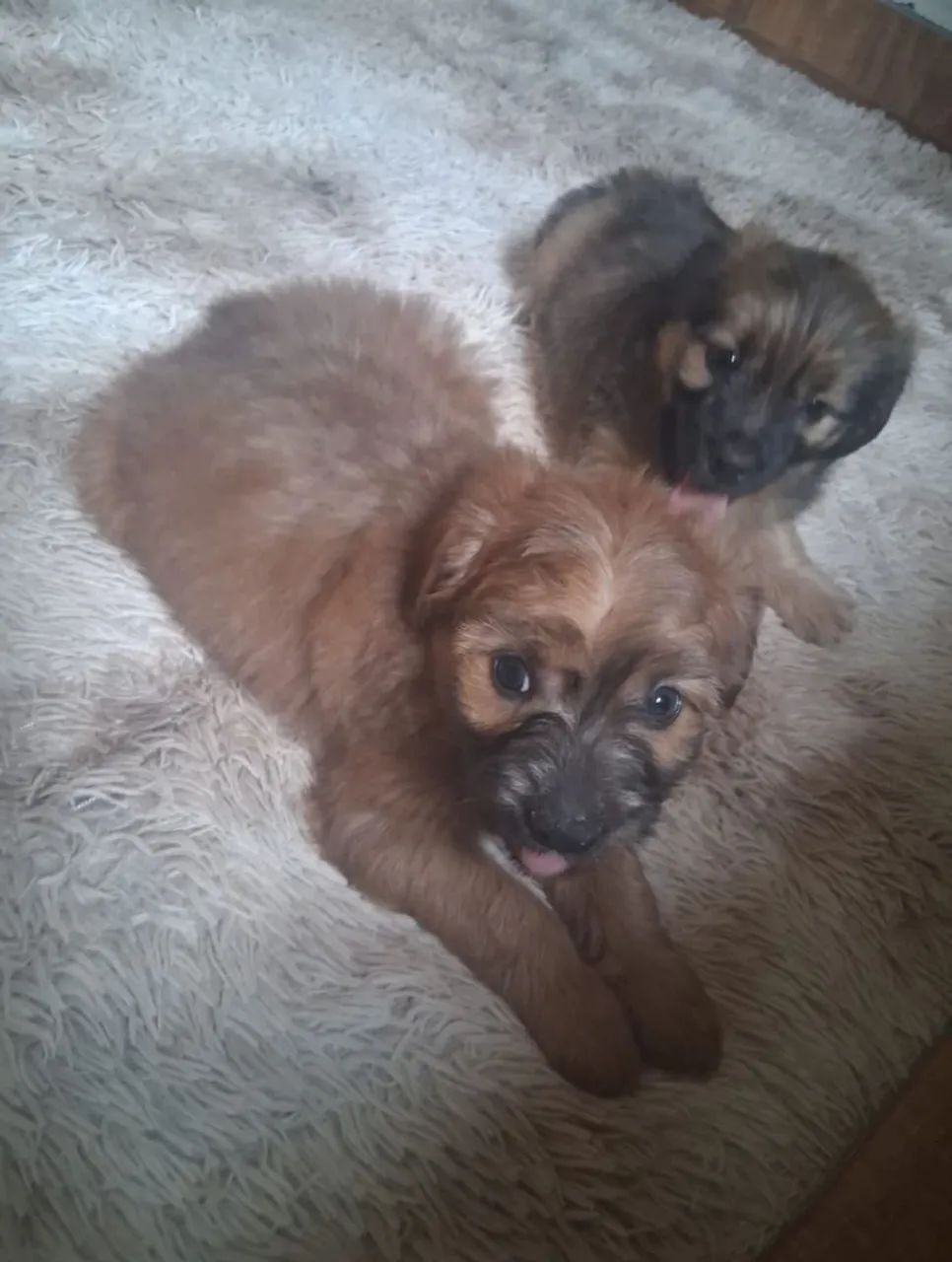 Cachorro Yorkshire  - Foto 3