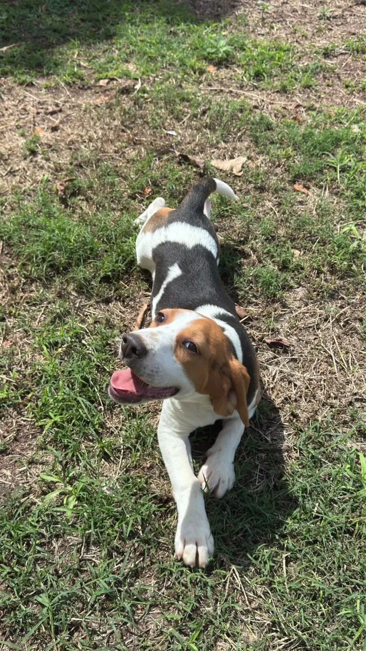 Beagle macho  - Foto 2