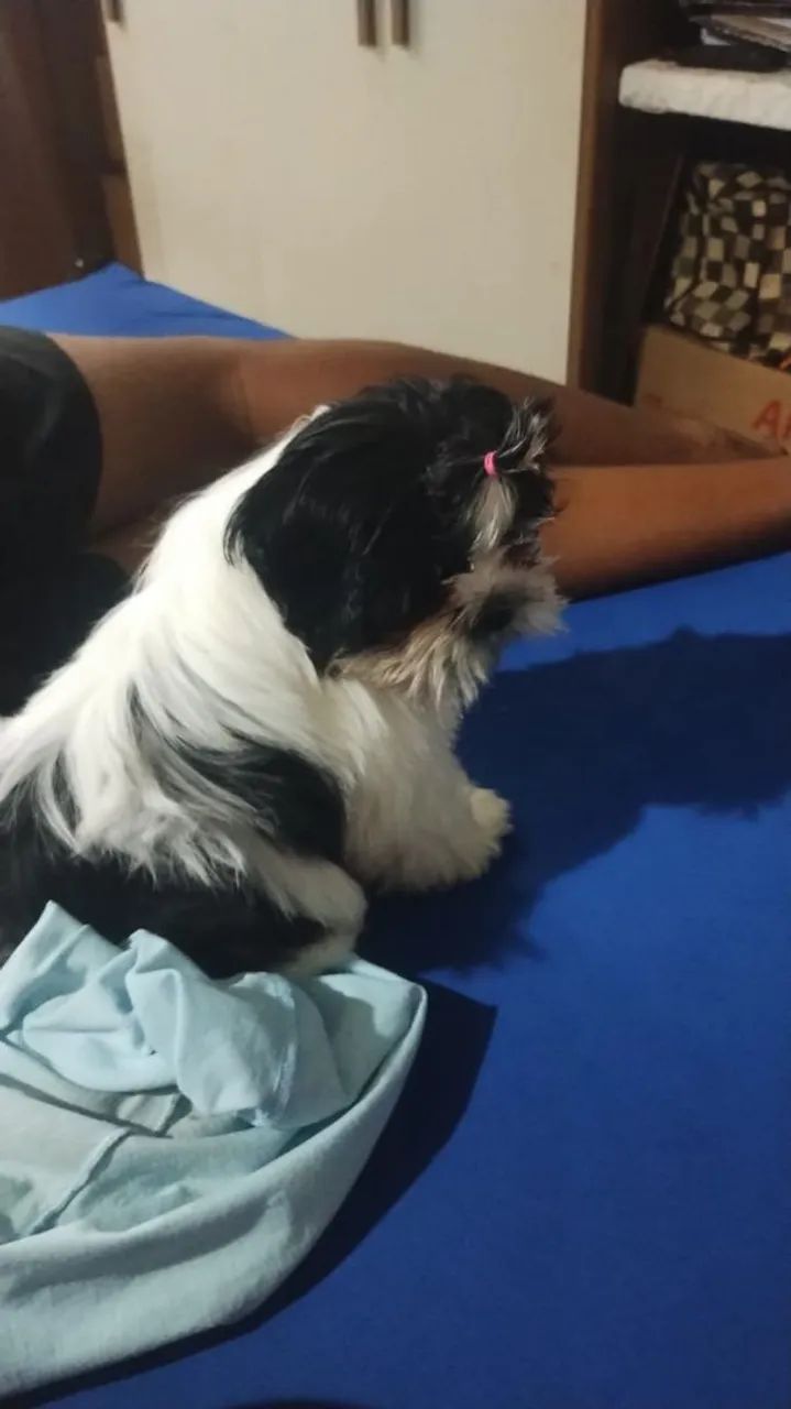 Cachorro  - Foto 3