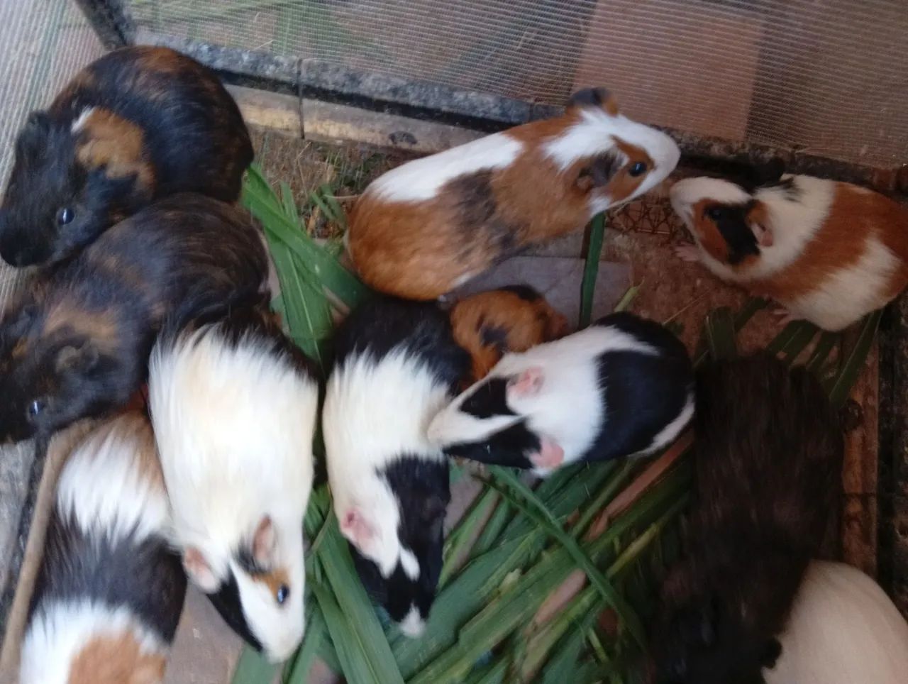 Porquinho da índia machos 
