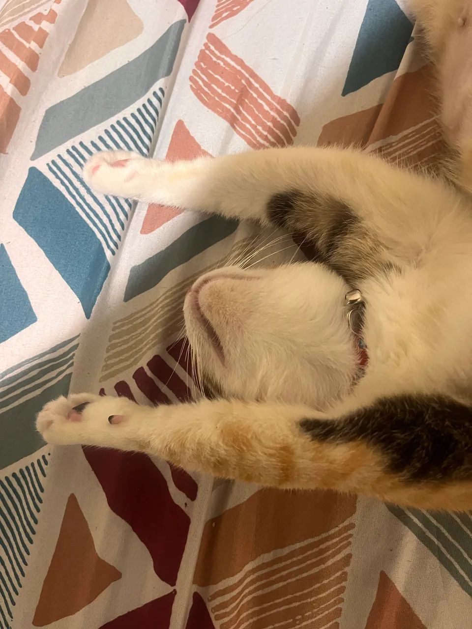 Gatinha  - Foto 2