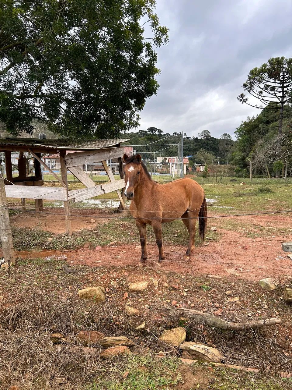Vendo égua crioula - Foto 3
