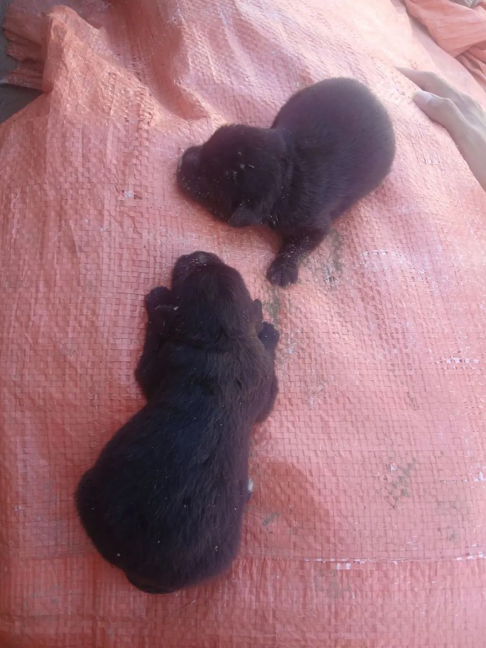 Doando 2 cachorrinhos