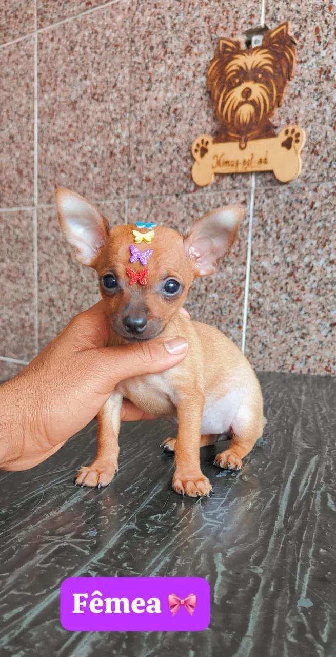 Pinscher com documentos e pós venda 