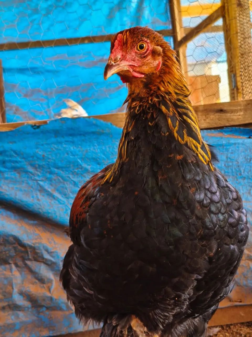 Frango bhama perdiz - Foto 2